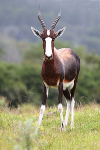 Bontebok 星座动物衬套食草野生动物哺乳动物耳朵白色羚羊男性大草原图片