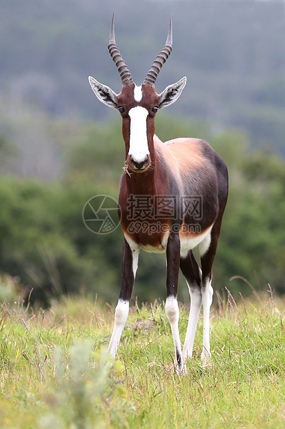 Bontebok 星座动物衬套食草野生动物哺乳动物耳朵白色羚羊男性大草原图片