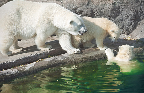 北极熊食肉毛皮动物园游泳野生动物爪子猎人捕食者动物哺乳动物图片