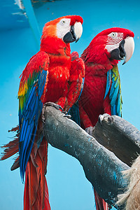 阿拉鹦鹉热带红色丛林黄色异国翅膀宠物蓝色荒野鸟类图片