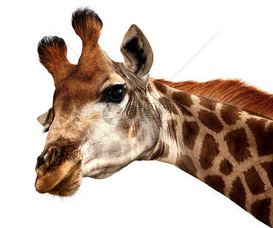 有趣的吉拉菲肖像毛皮野生动物生物荒野眼睛白色动物棕色食草哺乳动物图片