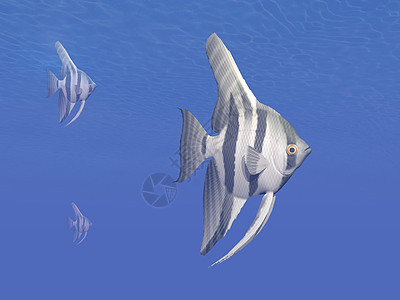 水下天使鱼 - 三维转化图片