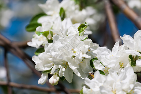 苹果花花宏观天空白色花园花瓣生长植物绿色果园苹果树图片