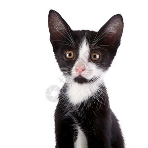 一只黑白小猫的肖像图片