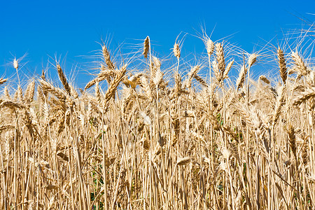 小麦田稻草季节面包谷物生长国家太阳天空种子植物图片