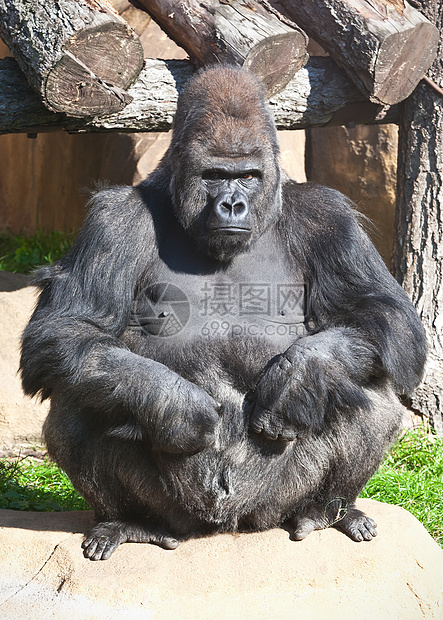 大猩猩丛林灵长类男性哺乳动物动物园力量黑色动物毛皮银背图片