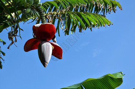 香蕉花热带农场植物学味道情调假期叶子棕榈植物食物图片