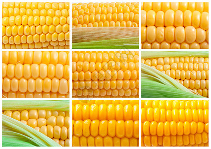 玉米角蔬菜棒子黄色食物耳朵粮食内核叶子绿色营养图片