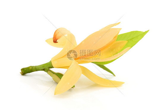 香木花花黄色脆弱性香味植物学叶子花瓣花头植物图片