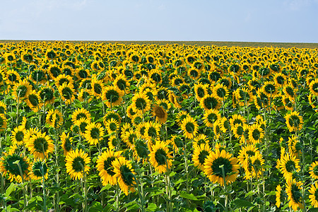 向日向天空阳光农场黄色农业蓝色场景叶子植物季节图片