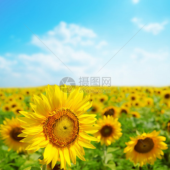 向日葵特写于田地阳光种子生长天空国家叶子季节场地草地场景图片