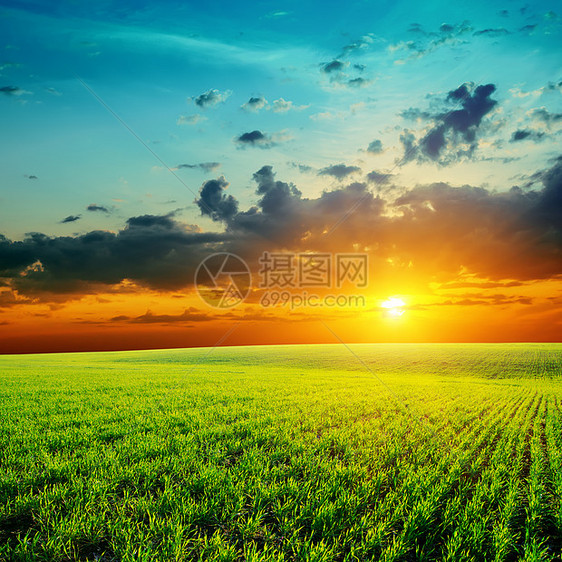 绿草和低橙色日落图片