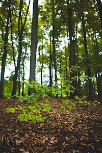 林中以树干为生的年轻植物地面分支机构森林棕色生命树叶树苗树木绿色生长背景图片