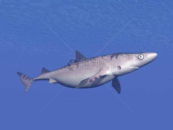 水下鲨鱼 - 三维转化图片