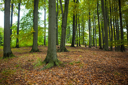 森林中的树干生长绿色叶子树木树叶棕色区系环境地面风景图片