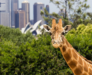长着迷人的悉尼景色的法拉菲丝港口脖子表情搞笑景观城市戏剧性野生动物吸引力质疑图片