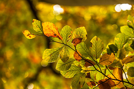 叶叶详细照片生命树木叶子绿色树叶植物季节区系阳光植物学背景图片