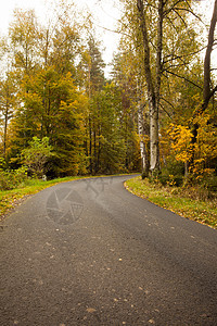 沿红树林树木的乡村道路叶子勘探自由生命碎石天空小路柏油生长孤独图片