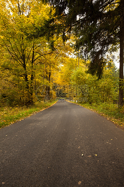 沿红树林树木的乡村道路小路自由树叶孤独叶子区系植物风景季节柏油图片