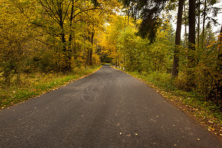 沿红树林树木的乡村道路森林生命黄色绿色孤独自由季节树叶天空农村图片