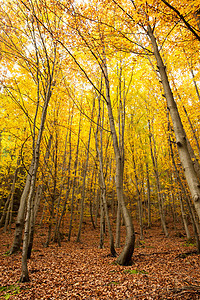 秋林中的树木森林树叶绿色黄色区系植物环境叶子风景生长图片