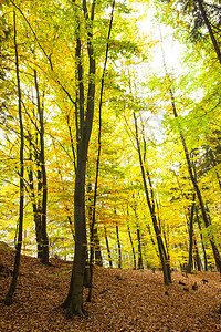 秋林中的树木生长黄色分支机构树干风景叶子地面区系森林生命图片