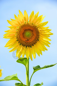 向日葵和蜜蜂天空黄色植物太阳场地图片