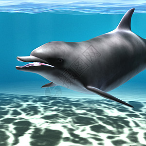 海豚乐趣脚蹼热带海洋生物蓝色游泳荒野海洋阳光动物图片