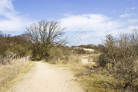 荷兰国家公园的沙地景观天空反射蓝色公园沙丘风景娱乐天气荒野木头图片