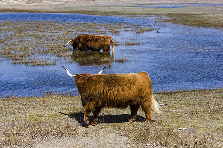 荷兰荷兰苏伊德动物奶牛冬衣头发外套反射喇叭农村毛皮荒野图片