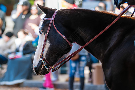 美丽的马的肖像国家传统头发锦标赛场地力量哺乳动物展示板栗运动图片