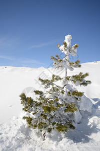 树粉雪山脉天空全景桦木自由阳光勘探冰川寂寞图片