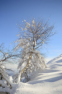 树自由阳光勘探全景蓝色风景山脉寂寞季节桦木图片