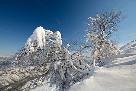 树蓝色桦木山峰冰川天空山脉寂寞季节全景粉雪图片