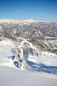 树阳光勘探桦木季节风景粉雪冰川寂寞自由山峰图片