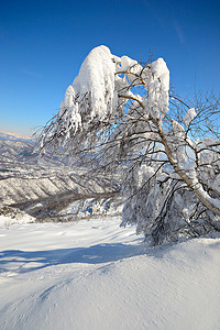 树粉雪桦木自由季节阳光山峰天空风景蓝色寂寞图片