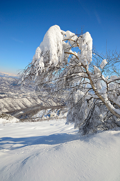 树粉雪桦木自由季节阳光山峰天空风景蓝色寂寞图片