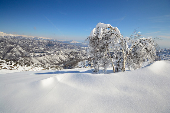 树冰川蓝色桦木山峰阳光寂寞山脉风景全景粉雪图片