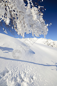 树自由蓝色粉雪天空全景寂寞阳光桦木季节山峰图片