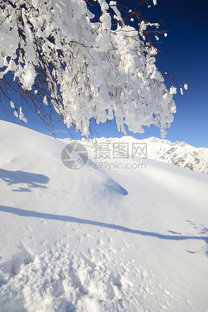树自由蓝色粉雪天空全景寂寞阳光桦木季节山峰图片