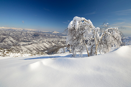 树蓝色粉雪风景冰川山峰全景天空阳光桦木自由图片