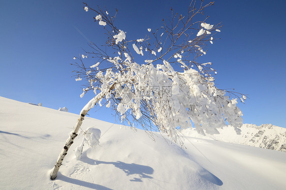 树自由寂寞山脉冰川山峰全景天空阳光蓝色季节图片