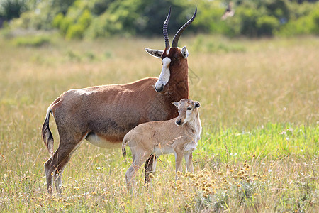 Blesbok 蚂蚁和牛图片