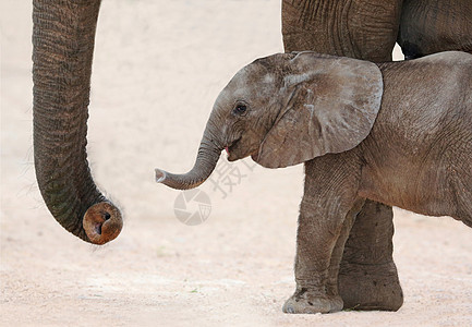 非洲大象婴儿和妈妈小牛灰色荒野棕色生活吸引力孩子野生动物母亲耳朵图片