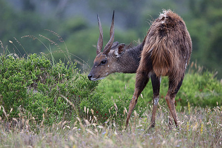 夏布什巴克星座男性衬套牛角动物耳朵荒野哺乳动物棕色游戏大草原图片