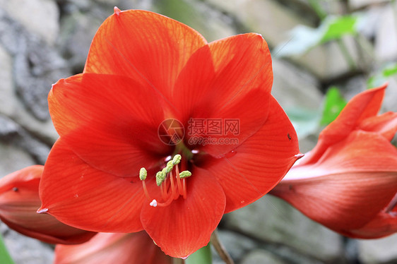 雨后水滴和火红的阿玛丽丝灯泡植物季节植物学曲线植物群生长花瓣卷曲红宝石图片