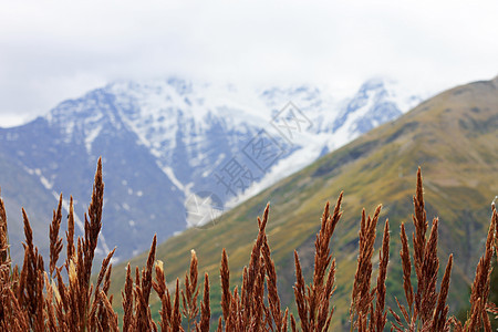 在草原上生长的黄草耳朵树叶天气高山阳光黄色植物风景土地草地场地图片