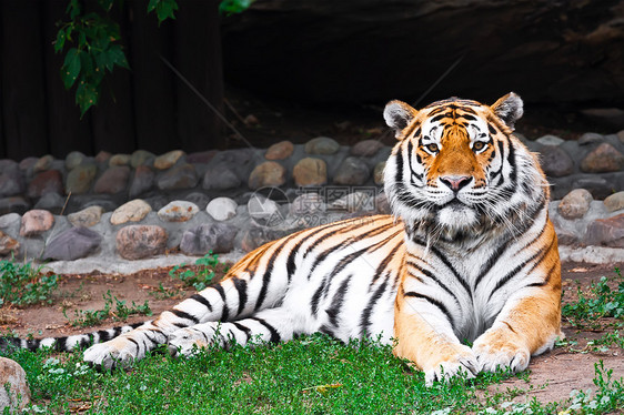 老虎条纹愤怒捕食者猎人食肉猫科动物野猫侵略野生动物危险图片