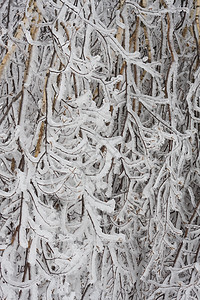 冬季森林天空场景天气冻结白色木头树木季节图片