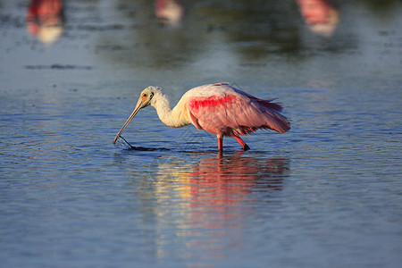 玫瑰Spoonbill玫瑰色红色野生动物粉色涉水海鸟动物荒野图片